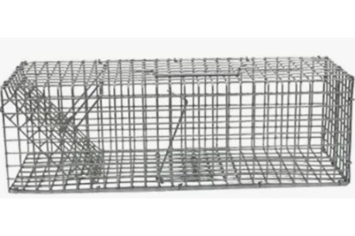 ratkooi-24052025110146.jpg
